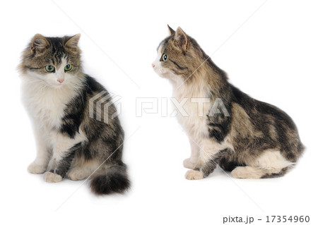 kitten 17354960