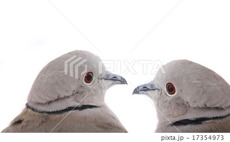 eurasian collared dove 17354973