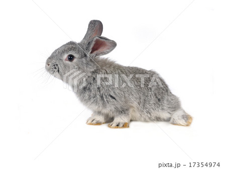 grey rabbit 17354974