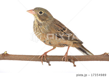 Reed Bunting 17354989