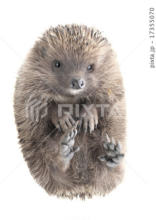 hedgehog 17355070