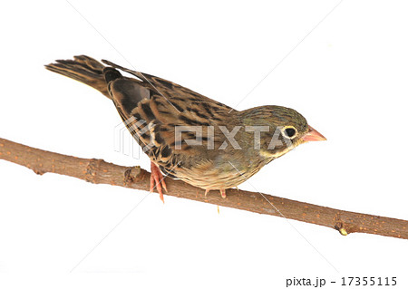 Reed Bunting 17355115