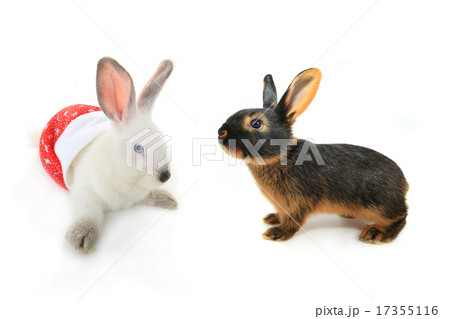 white rabbit 17355116