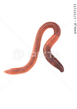 worm 17355155