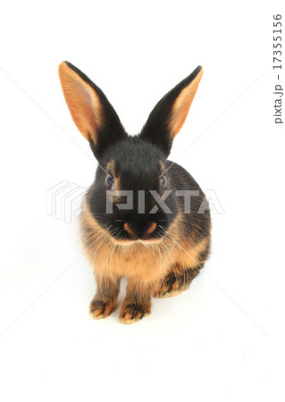 brown rabbit brown rabbit 17355156