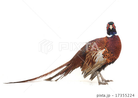 pheasant pheasant 17355224