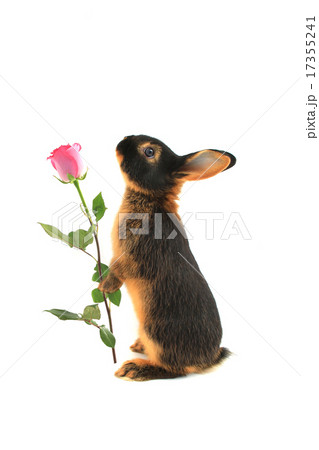 brown rabbit 17355241