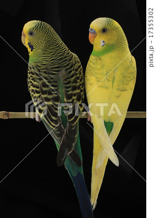 budgie budgie 17355302