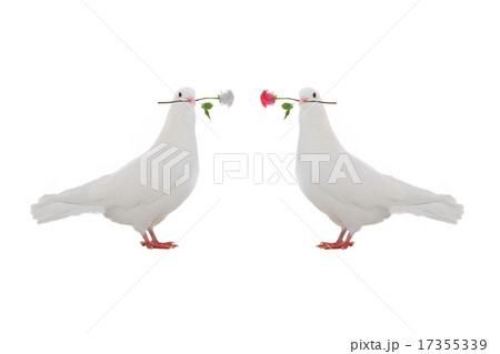 two dove 17355339