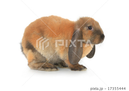 brown rabbit brown rabbit 17355444