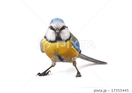 caeruleus titmouse caeruleus titmouse 17355445