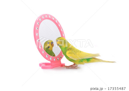 budgie budgie 17355487