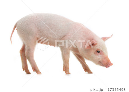 pig 17355493