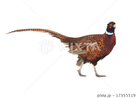 pheasant 17355519