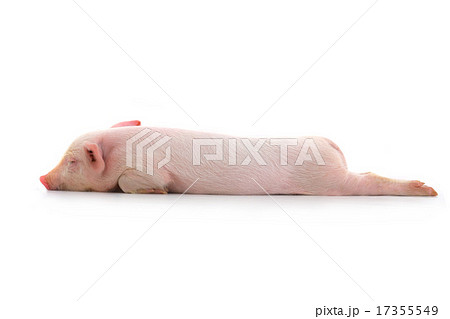 pig pig 17355549