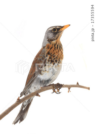thrush thrush 17355594