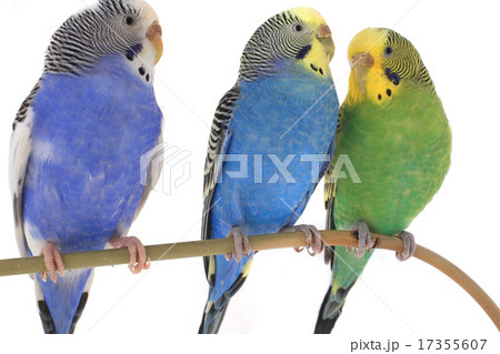 budgie budgie 17355607