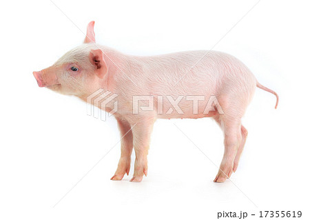 pig 17355619