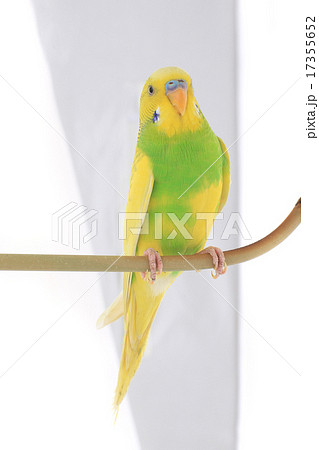 budgie 17355652