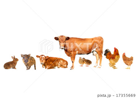 livestock; livestock; 17355669
