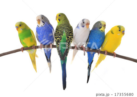 budgie 17355680