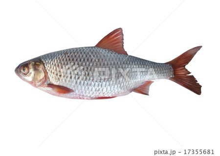 fish rudd fish rudd 17355681