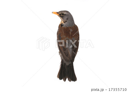 thrush thrush 17355710