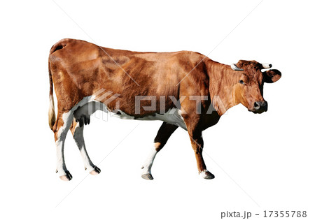 brown cow 17355788