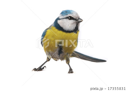 caeruleus titmouse 17355831