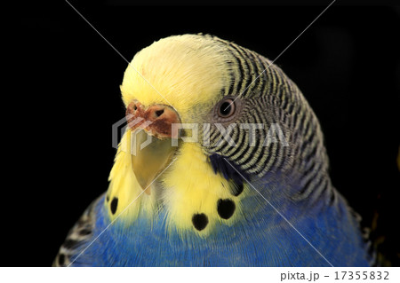 budgie budgie 17355832