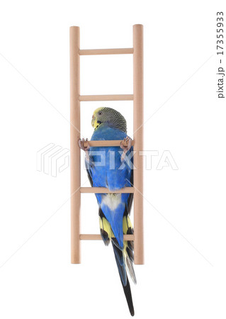 budgie budgie 17355933
