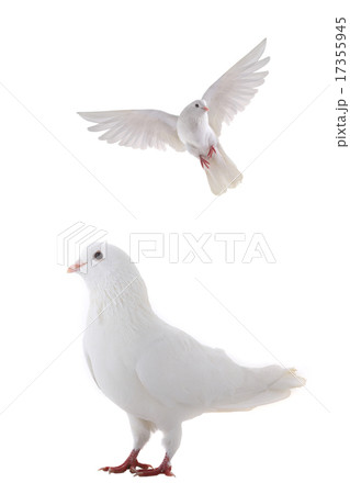 white dove white dove 17355945