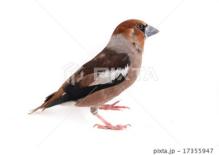 grosbeak grosbeak 17355947