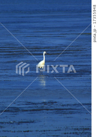 Egret Egret 17355948