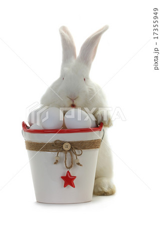rabbit rabbit 17355949