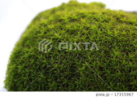 Green moss Green moss 17355967