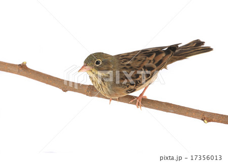 Reed Bunting 17356013