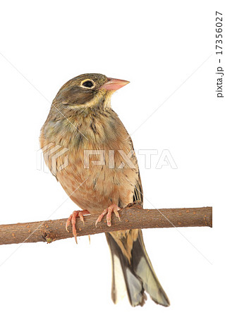 Reed Bunting 17356027