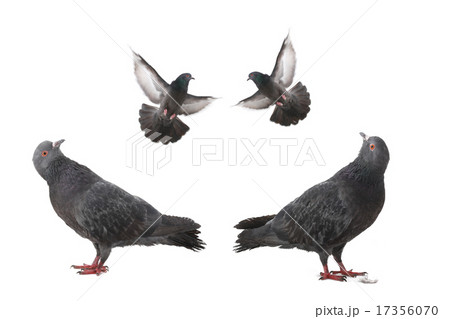 dove dove 17356070