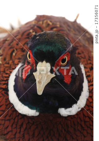 pheasant pheasant 17356071