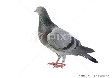 gray dove gray dove 17356072