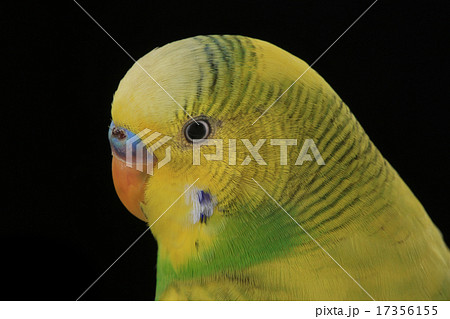 budgie budgie 17356155