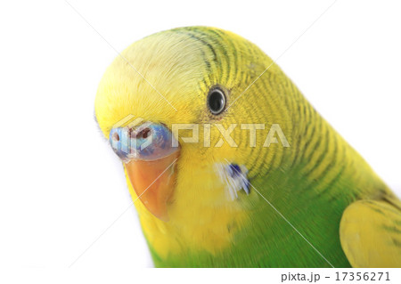 budgie 17356271
