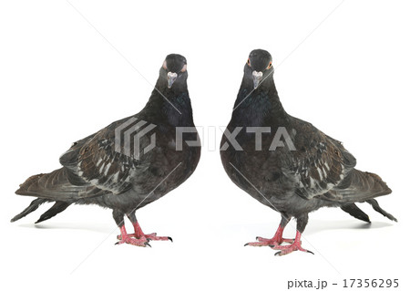 dove 17356295