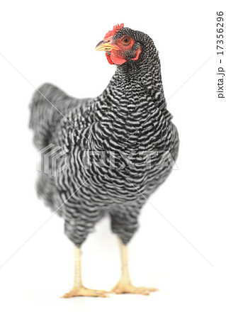 grey hen grey hen 17356296
