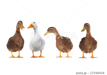 ducks 17356434
