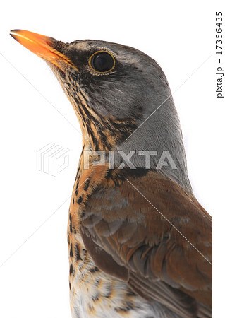 portrait thrush portrait thrush 17356435