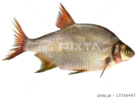 bream 17356447