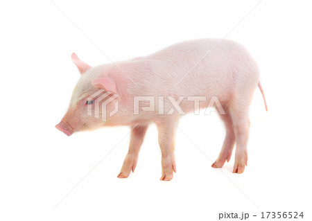 pig pig 17356524