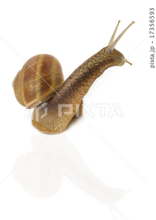 snail snail 17356593